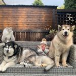 The Matthews Malamute Family (@lifewithmalamutes) .